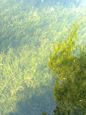 自建水生植物种植基地